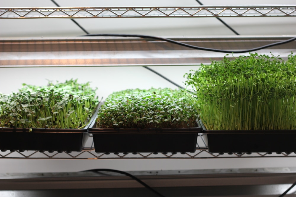 Coltivare i micro ortaggi in casa è semplice