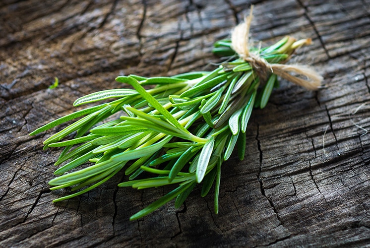Come crescere in casa il profumatissimo rosmarino