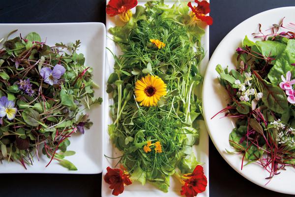 Un nuovo trend culinario: i microgreens