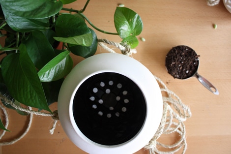 scegliere vasi con fori per il drenaggio (piante da coltivare in vaso)