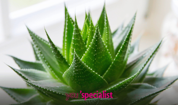 aloe vera per purificare l'aria