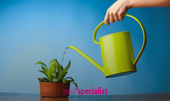 piantine che purificano l'aria