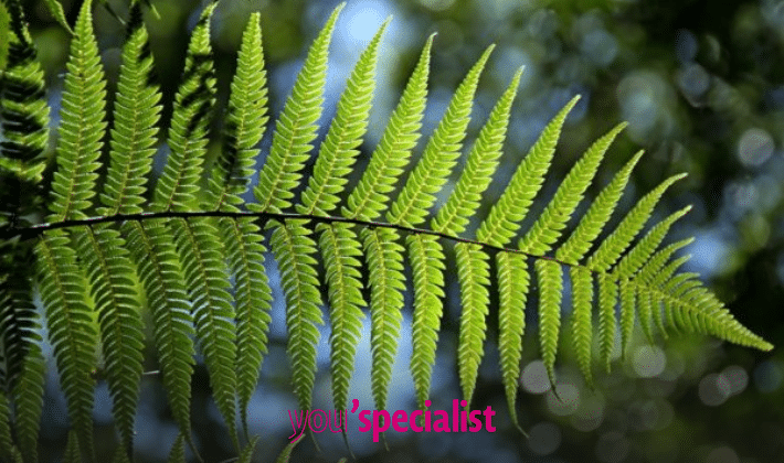 piantine facili da coltivare in casa per purificare l'aria, felce di Boston