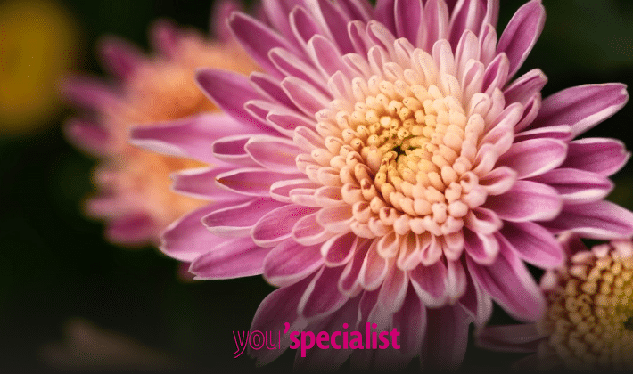 piantine per purificare l'aria, crisantemo